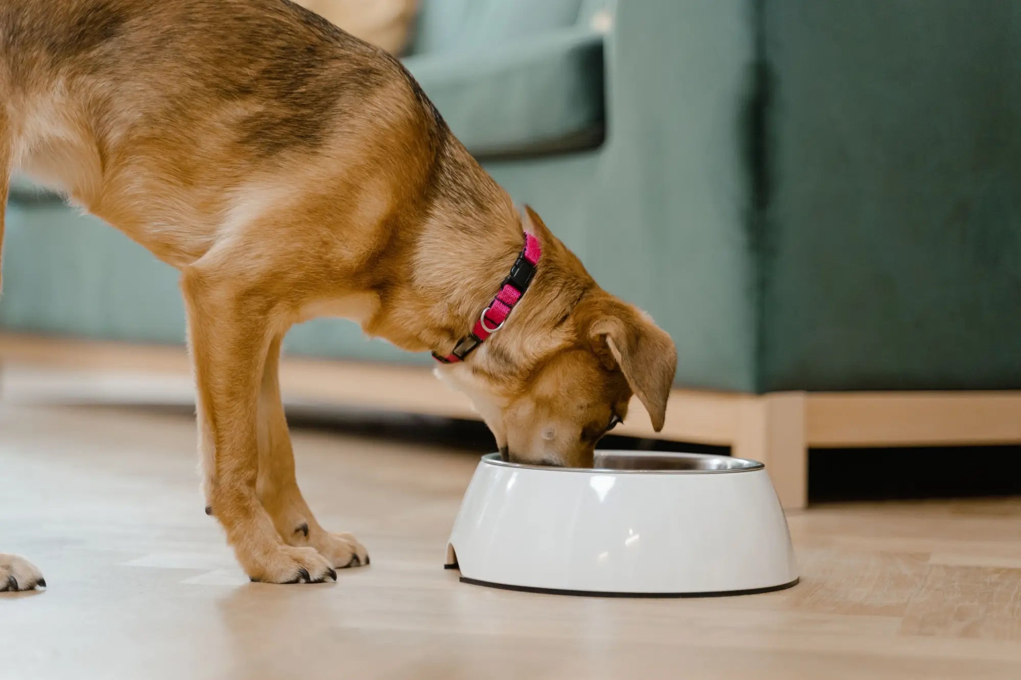 How to Choose the Right Food for Your Dog
