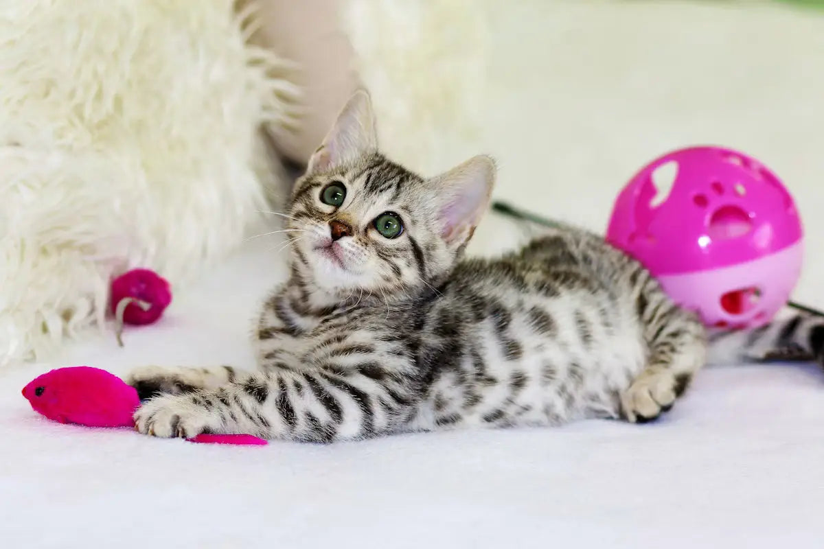 All cat collections