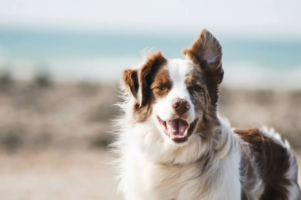 All dog collections