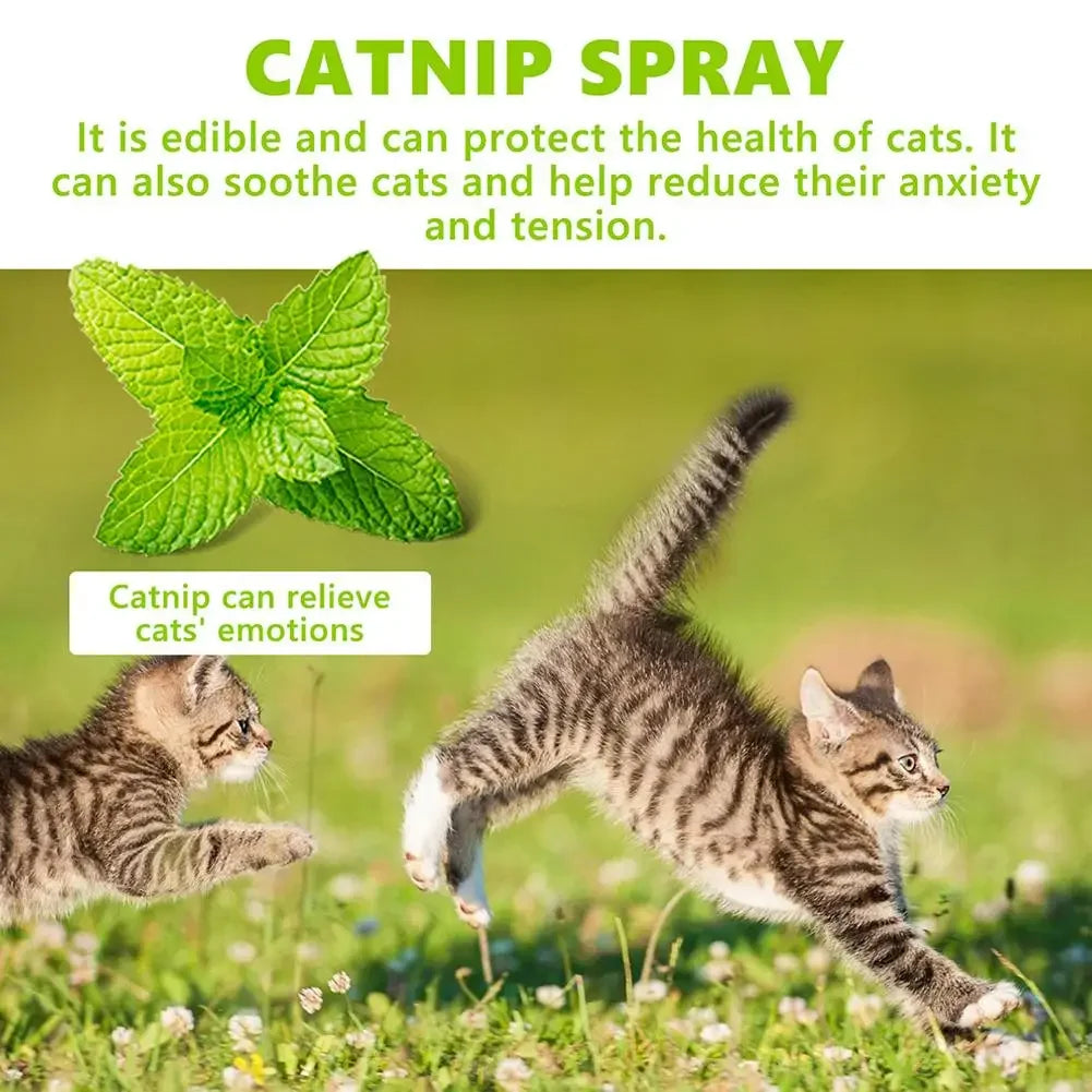 Cat Mint Calming Spray Anxiety Relief Increase Vitality Catnip Infused No Mess Pet Behavior Training Interactive Cat Toy for Cat