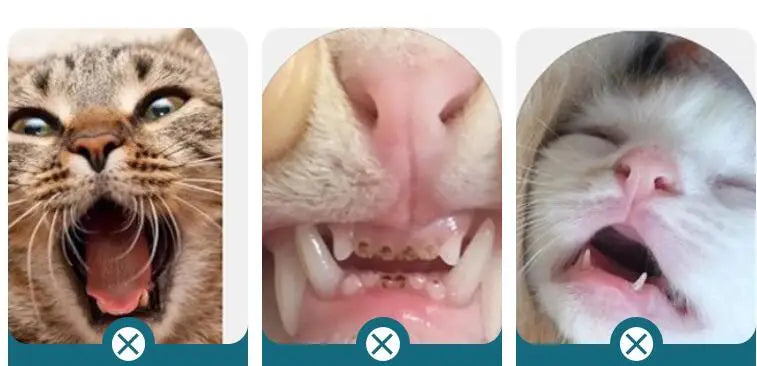 Cat Toothbrush Dog Teeth Cleaning Pet Grooming Cat Toothbrushes Soft Hair Teeth Brush for Cats Mouth Cleaning Tools Pet Products